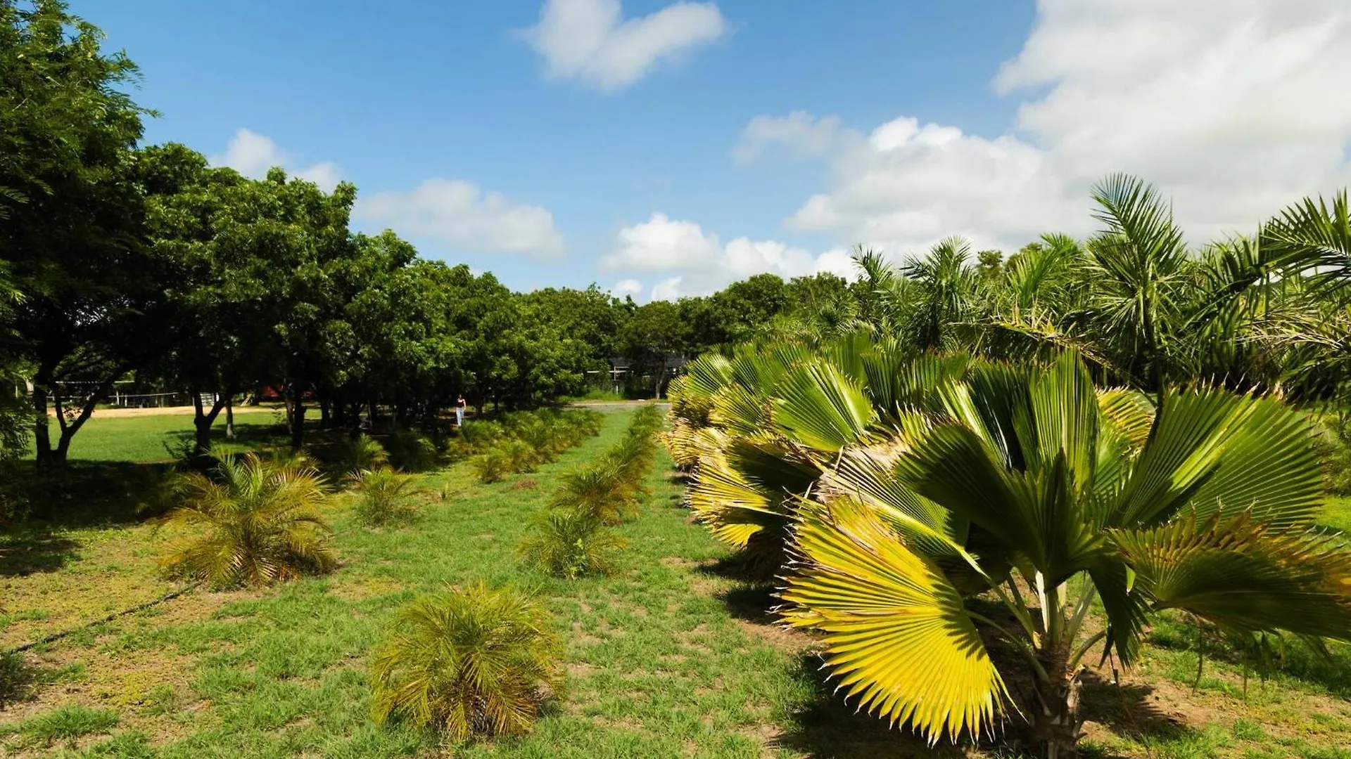 Prázdninový dům Vila Eco-Friendly Glamping With Private Pool Cabo Rojo Portoriko
